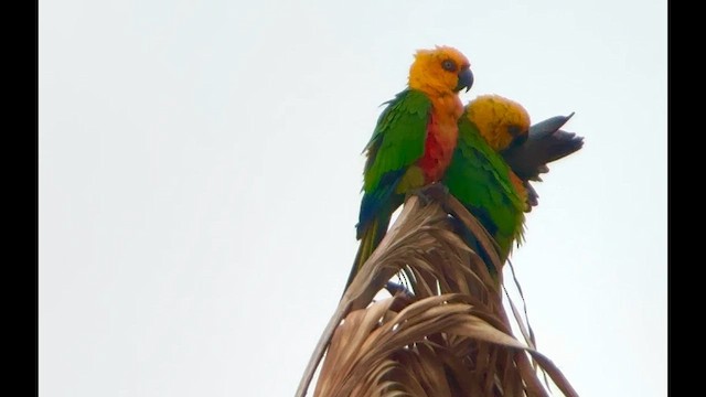 Jandaya Parakeet - ML642095219