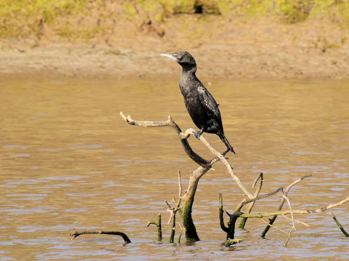 Little Black Cormorant - ML642095220