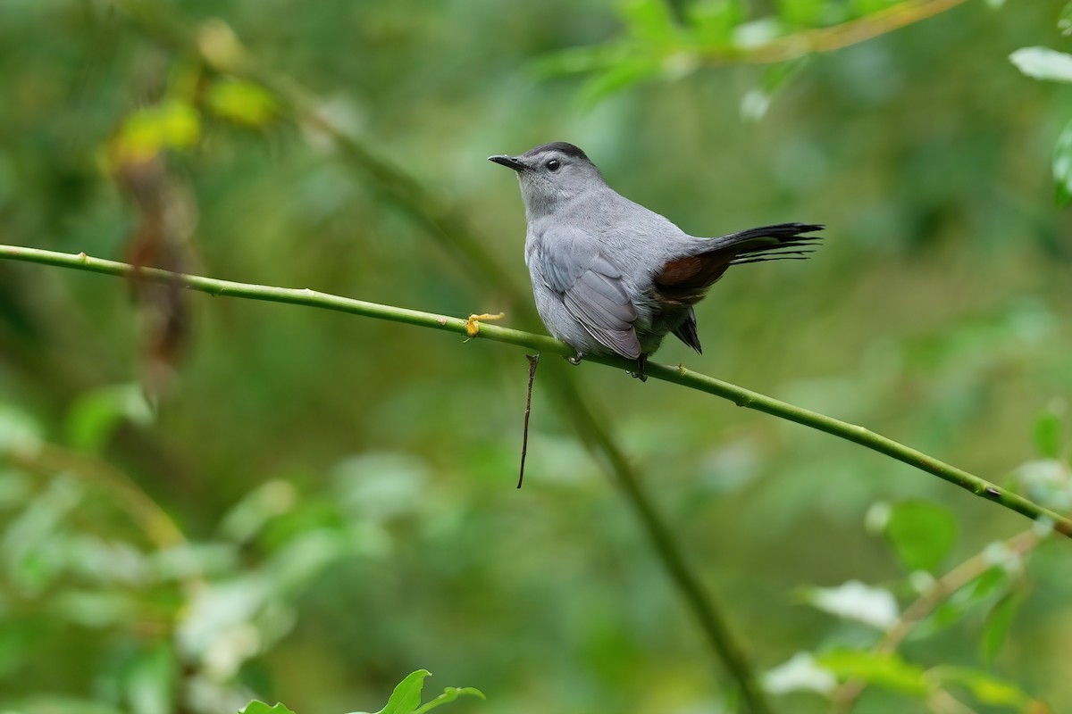 Gray Catbird - ML642095233