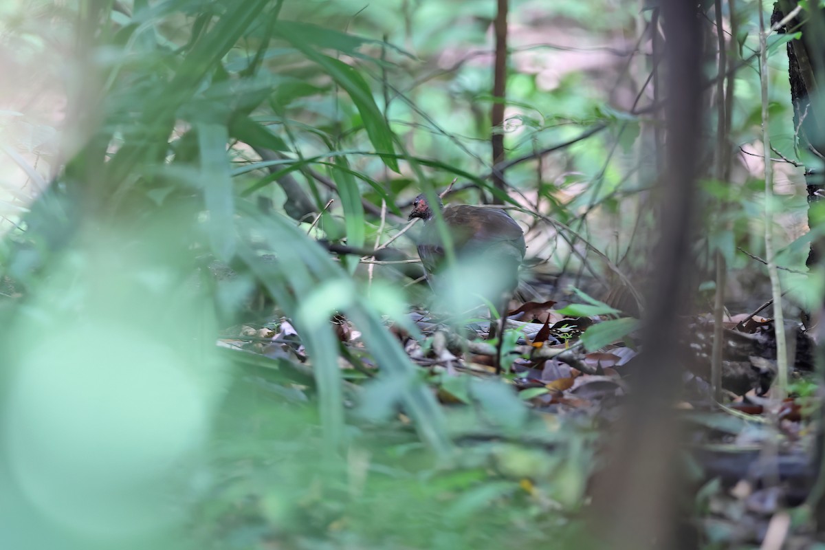 Philippine Megapode - ML642095243