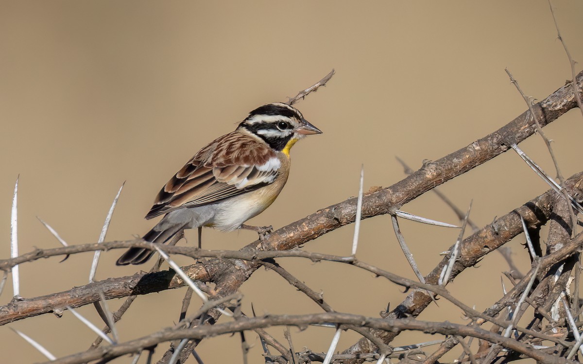 Bruant à poitrine dorée - ML642095264