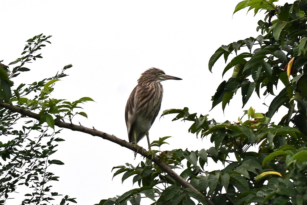 Indian Pond-Heron - ML642095277