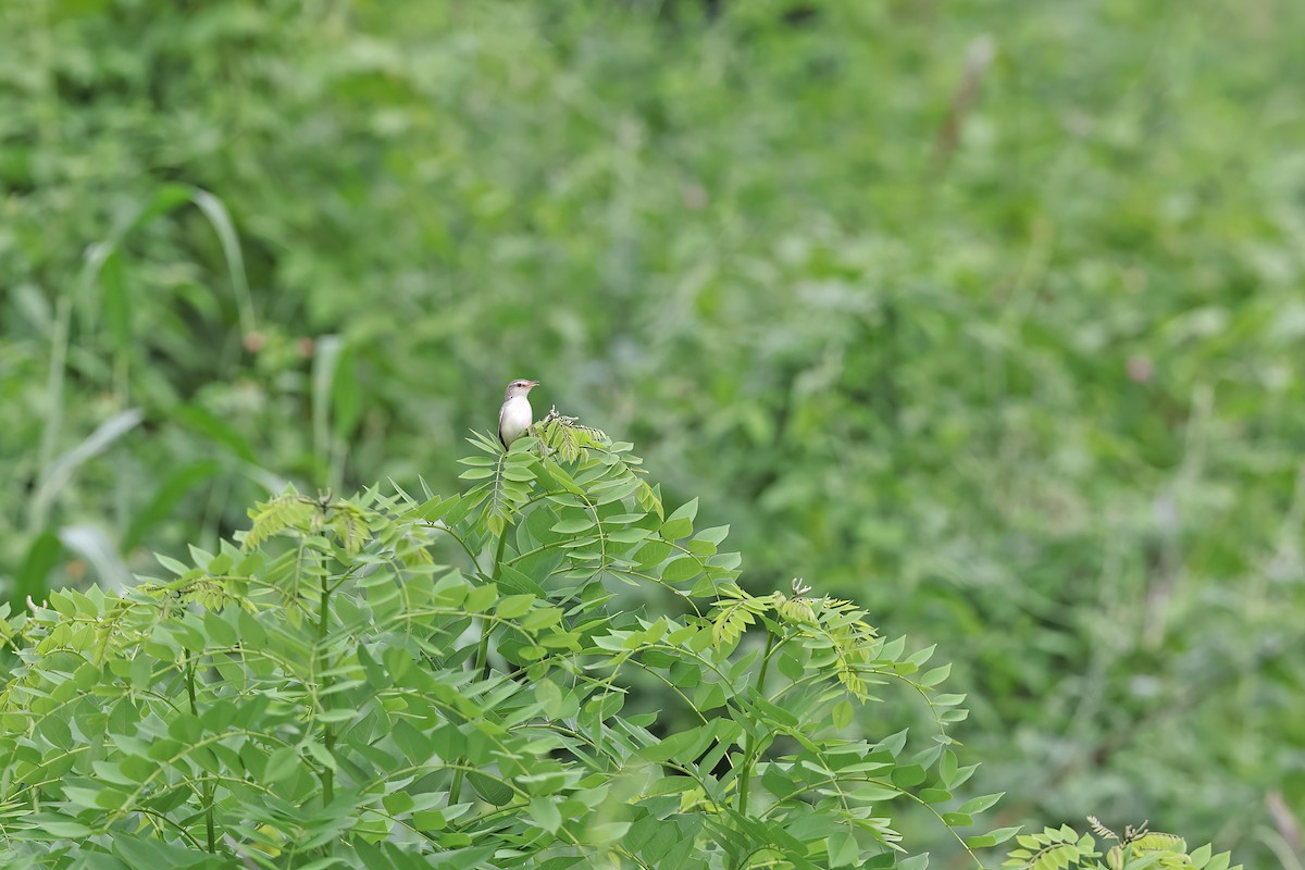Prinia Sencilla - ML642095279