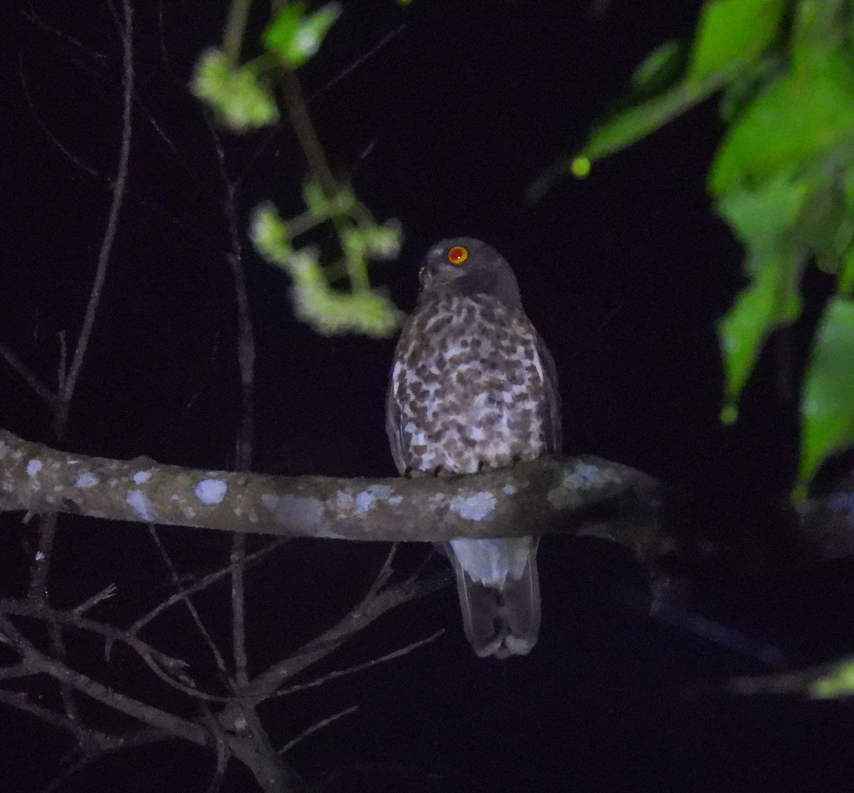 Brown Boobook - ML642095282