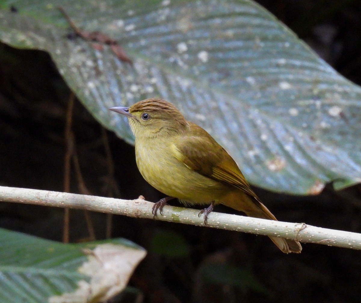 Cachar Bulbul - ML642095299