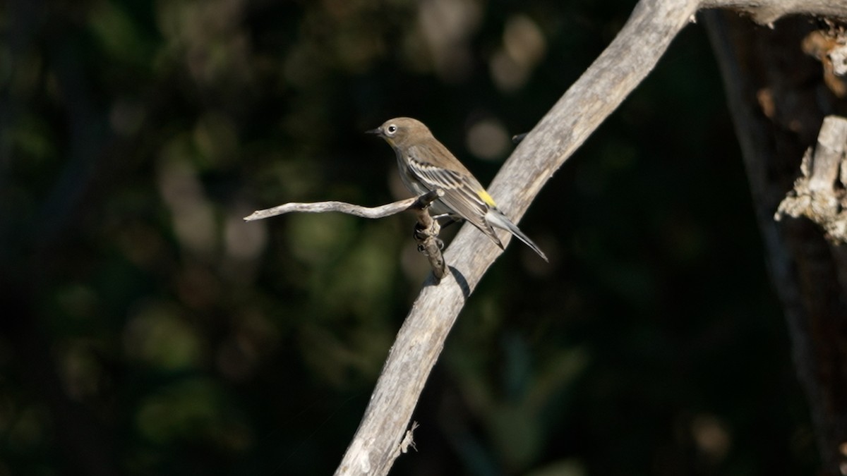 Yellow-rumped Warbler - ML642095304
