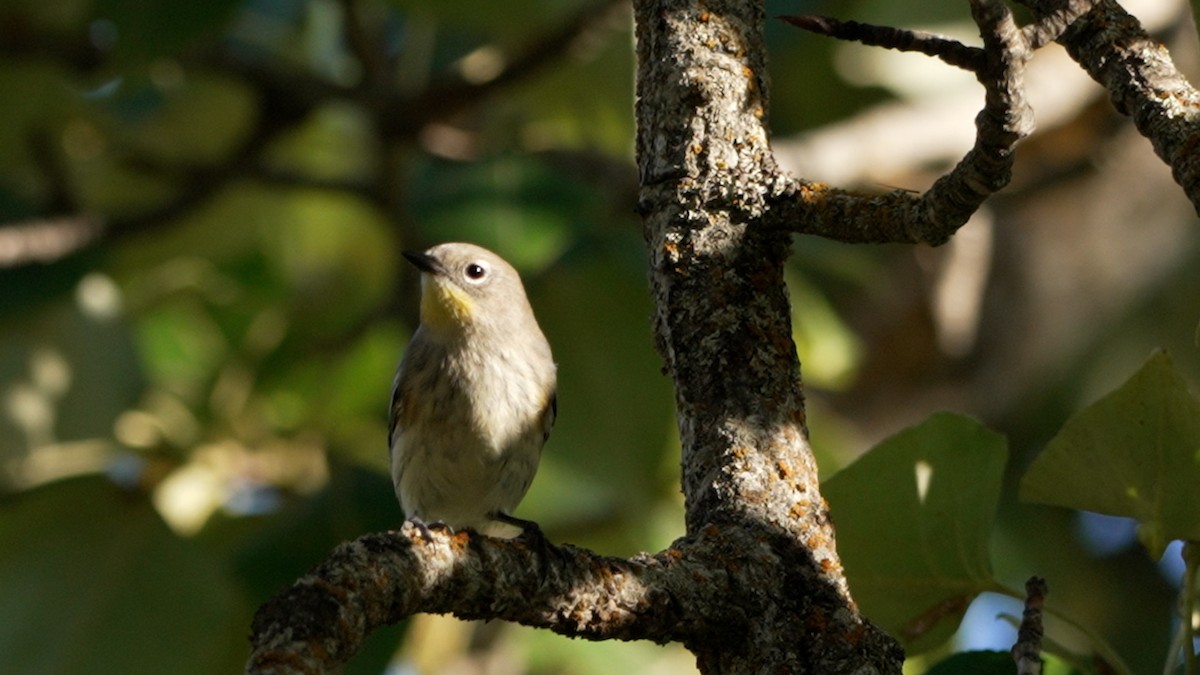 Yellow-rumped Warbler - ML642095305
