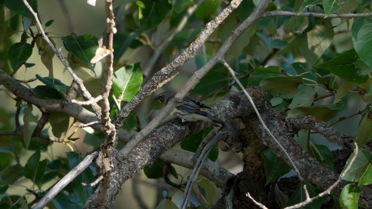 Yellow-rumped Warbler - ML642095306