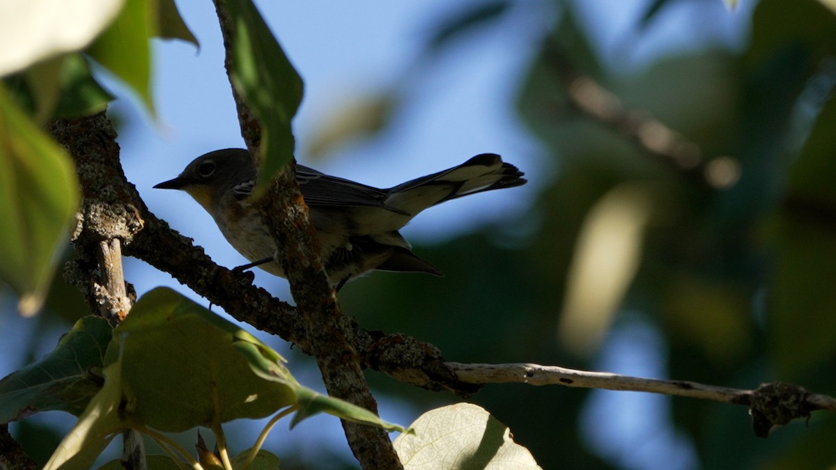 Yellow-rumped Warbler - ML642095307