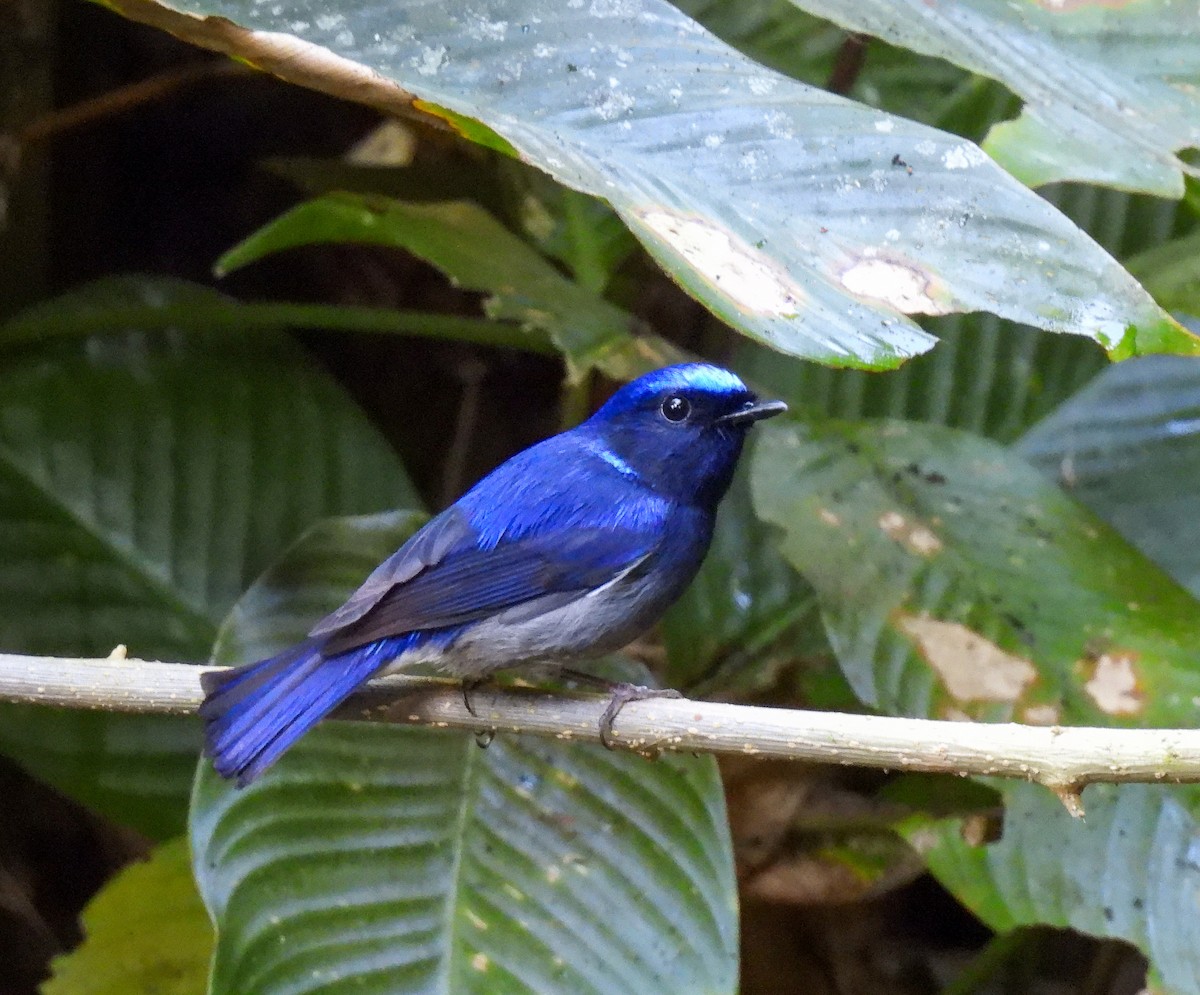 Small Niltava - ML642095313