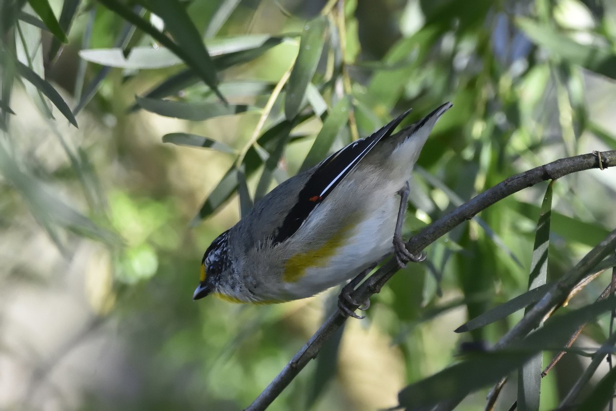 Pardalote Estriado (ornatus) - ML642095316