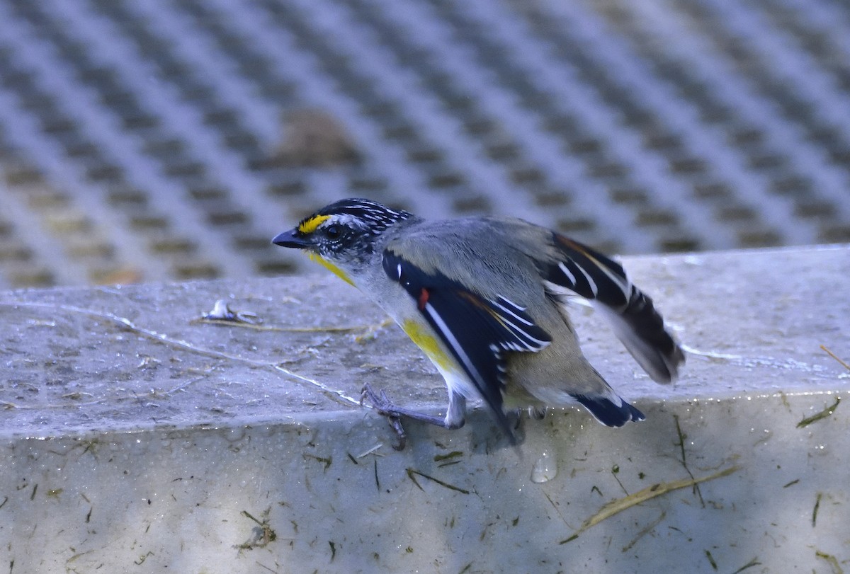 Pardalote Estriado (ornatus) - ML642095317