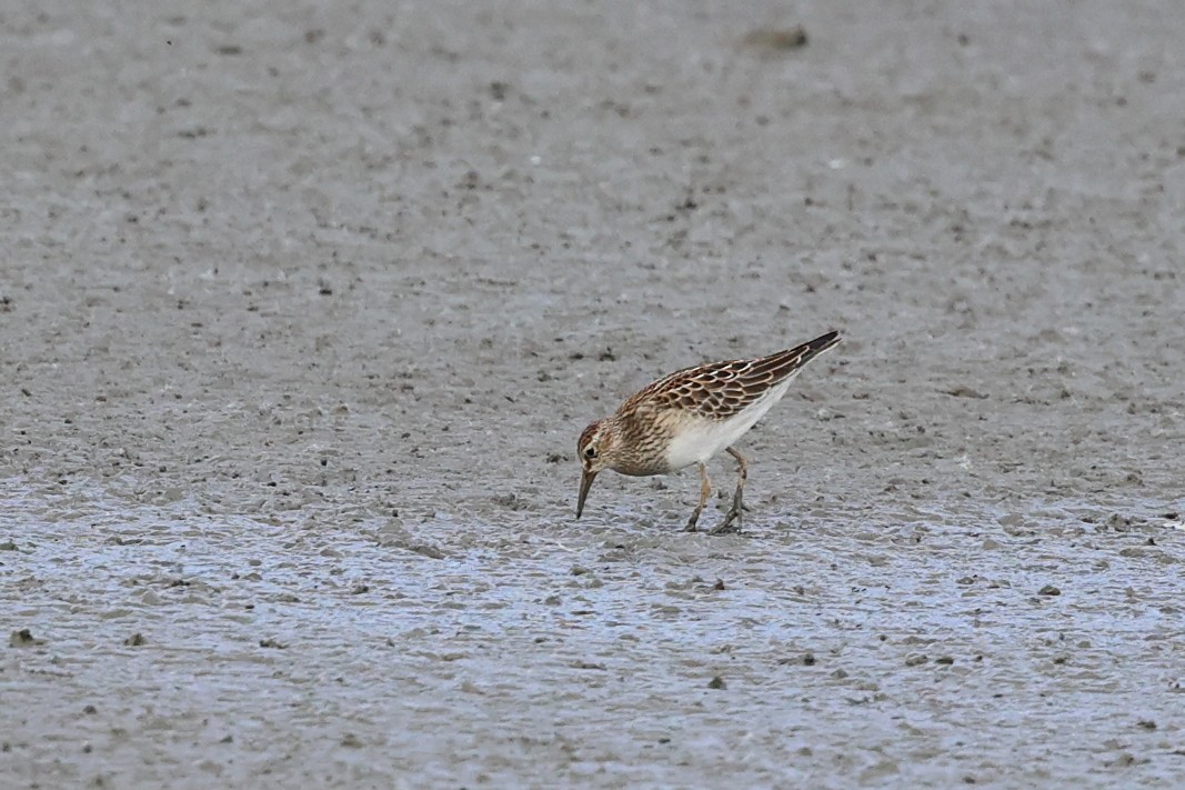 Graubrust-Strandläufer - ML642095320