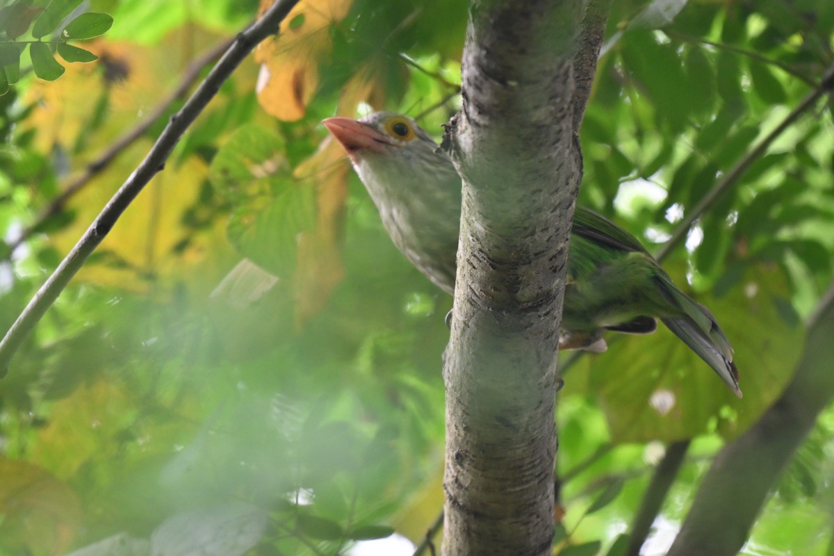 Lineated Barbet - ML642095329