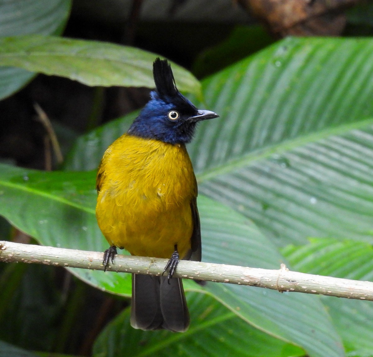 Black-crested Bulbul - ML642095332
