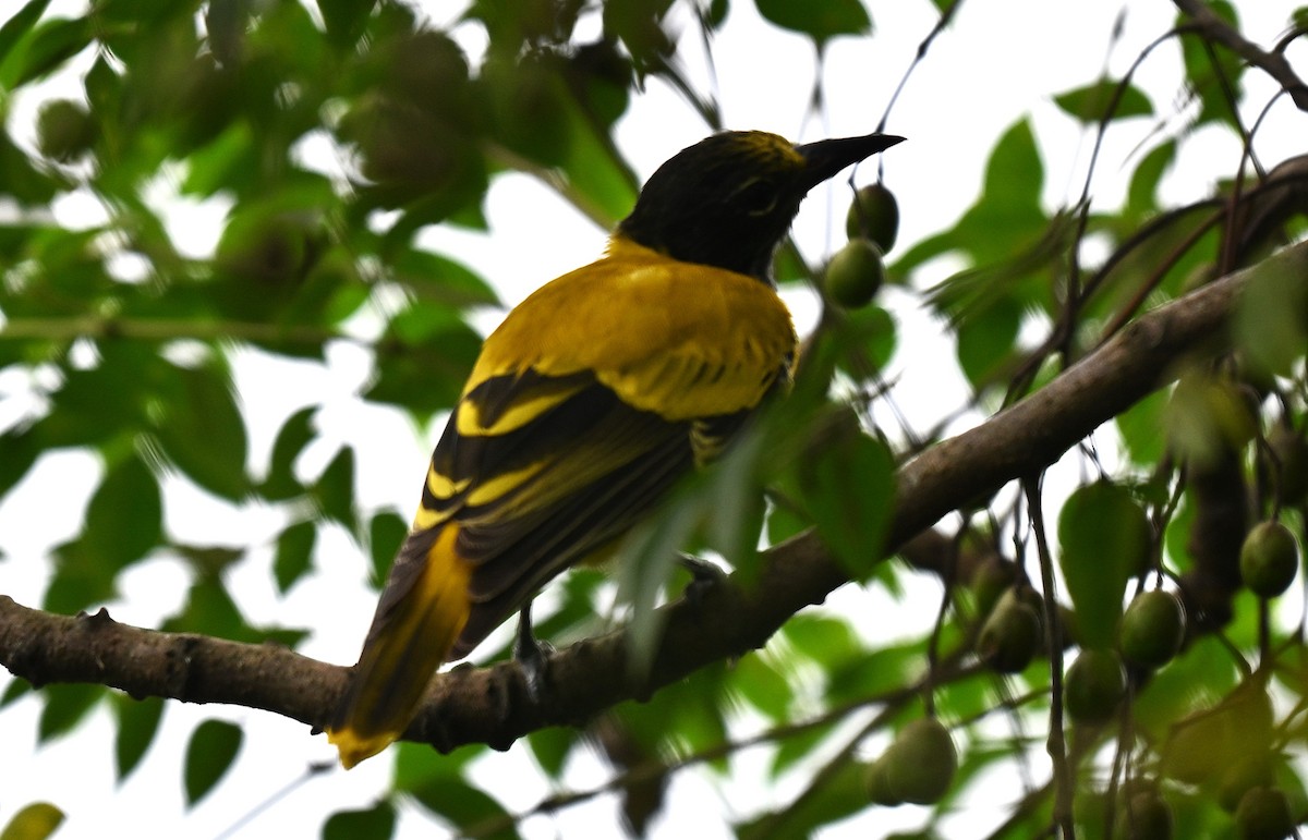 Black-hooded Oriole - ML642095335