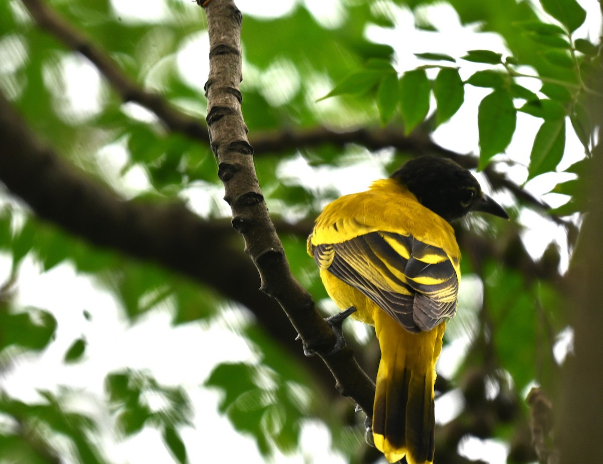 Black-hooded Oriole - ML642095336