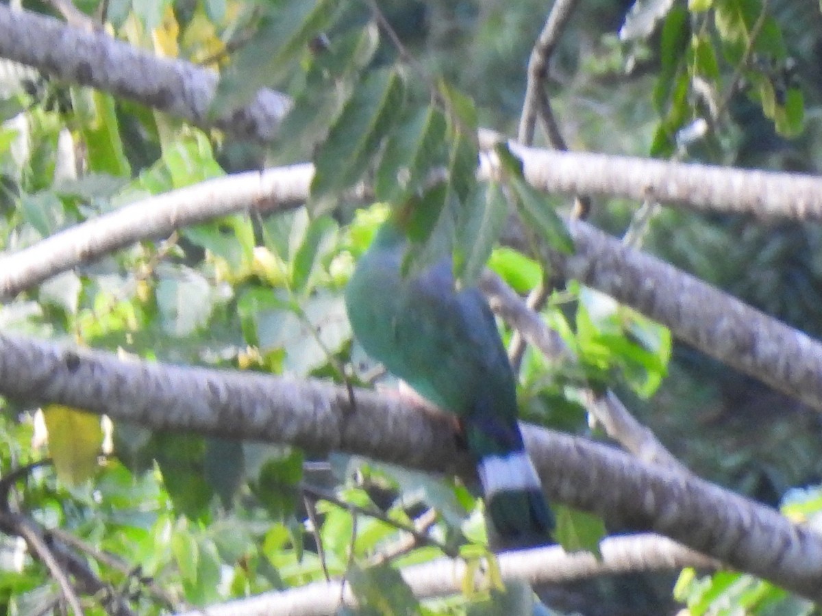 Black-naped Fruit-Dove - ML642095337