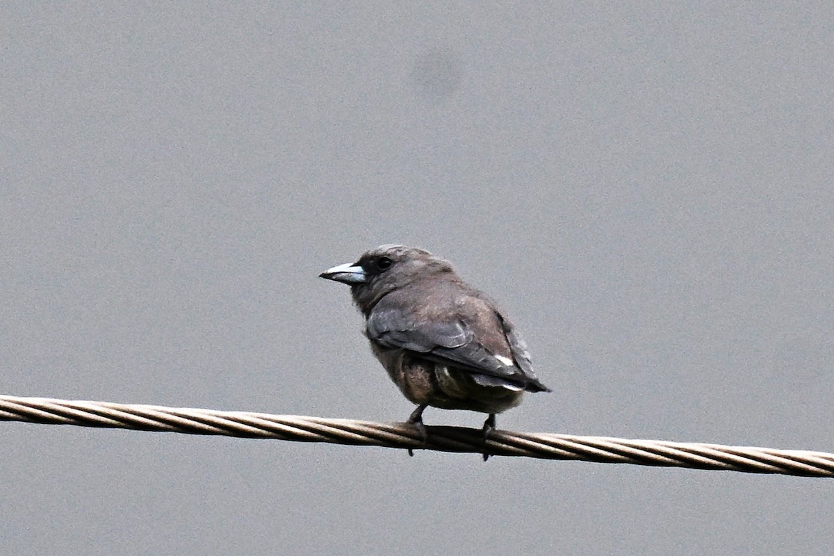 Ashy Woodswallow - ML642095339