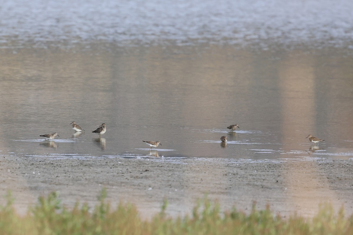 Graubrust-Strandläufer - ML642095340
