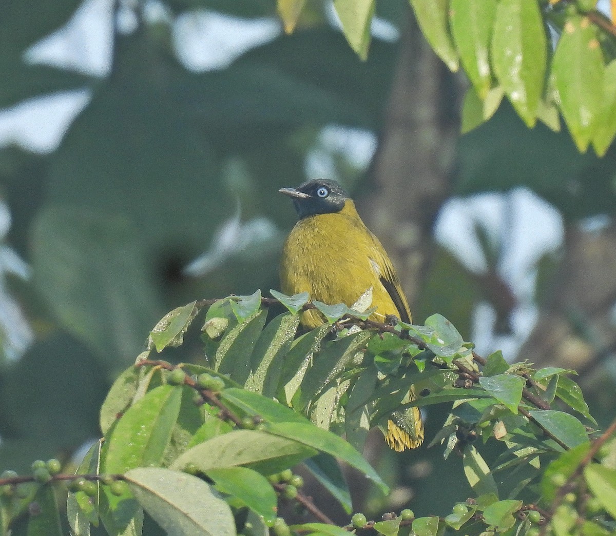 Black-headed Bulbul - ML642095341