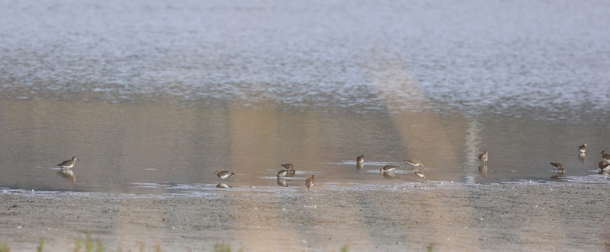Graubrust-Strandläufer - ML642095346