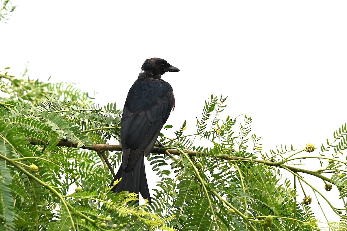 Black Drongo - ML642095347