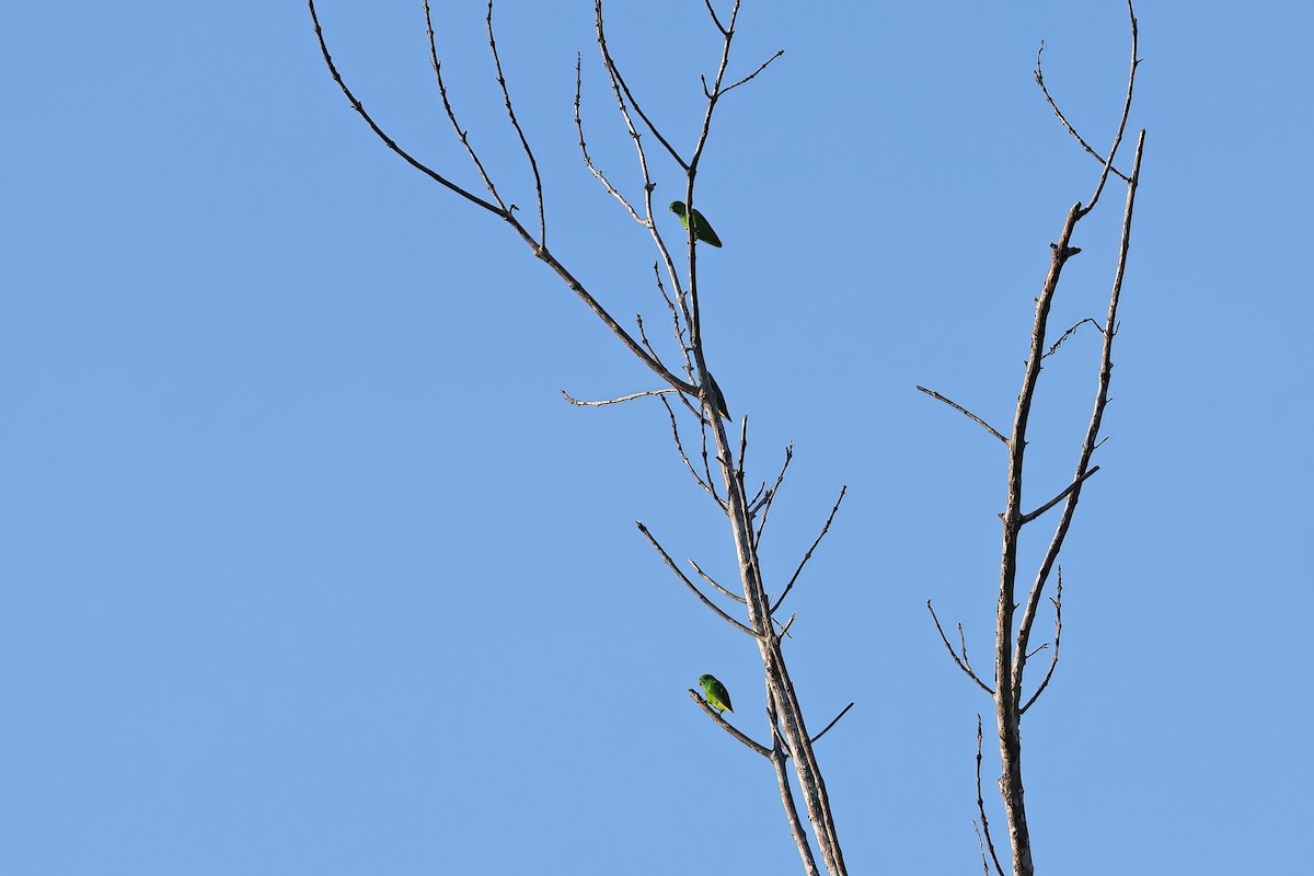 Pygmy Hanging-Parrot - ML642095349