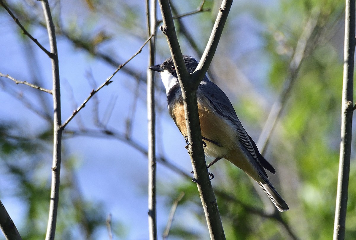 Rufous Whistler - ML642095352