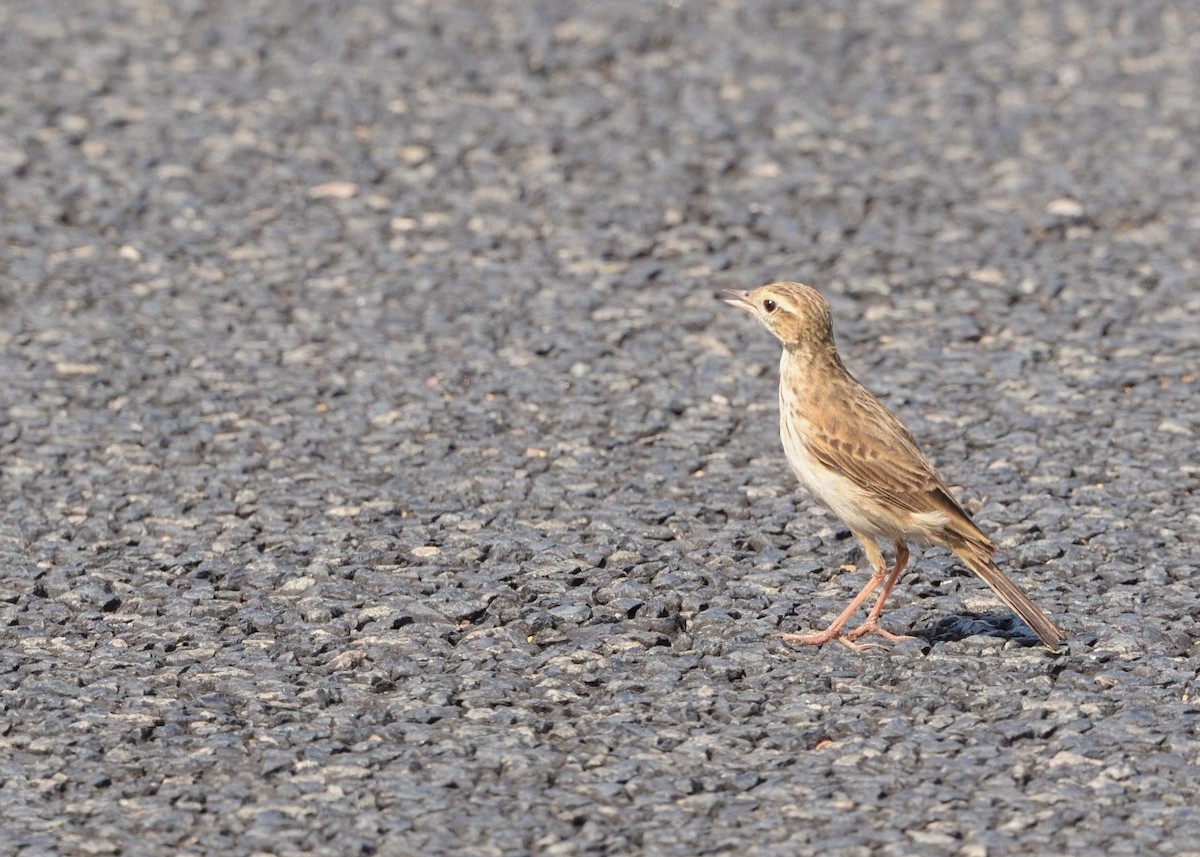 Australian Pipit - ML642095354