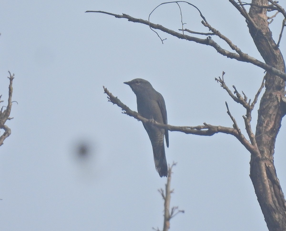 Black-winged Cuckooshrike - ML642095355
