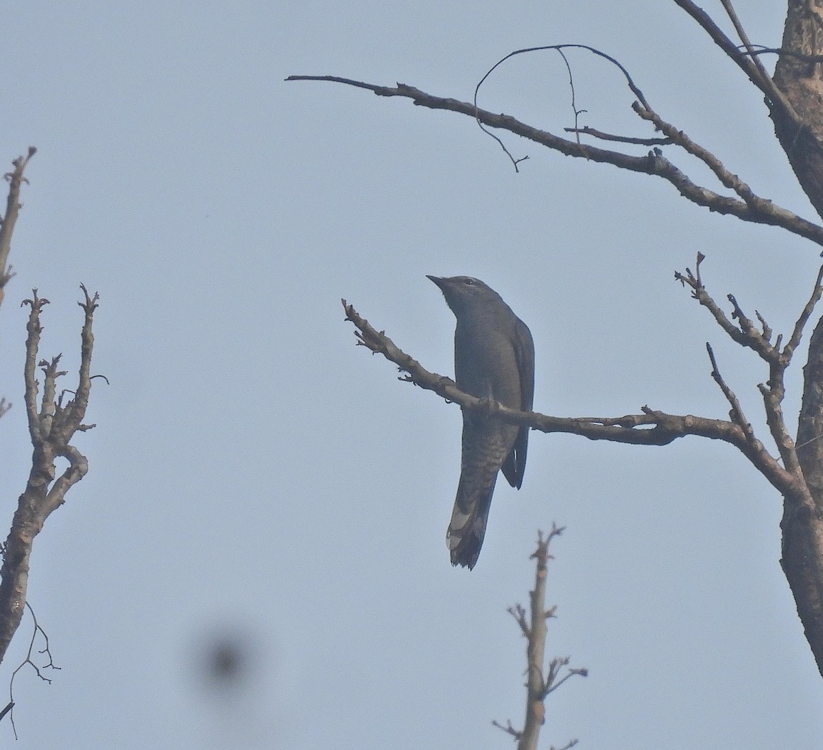 Black-winged Cuckooshrike - ML642095356