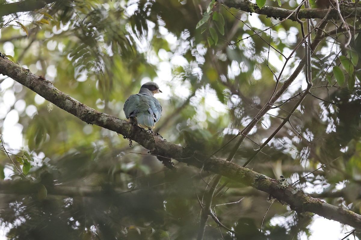 Red-eared Fruit-Dove - ML642095359