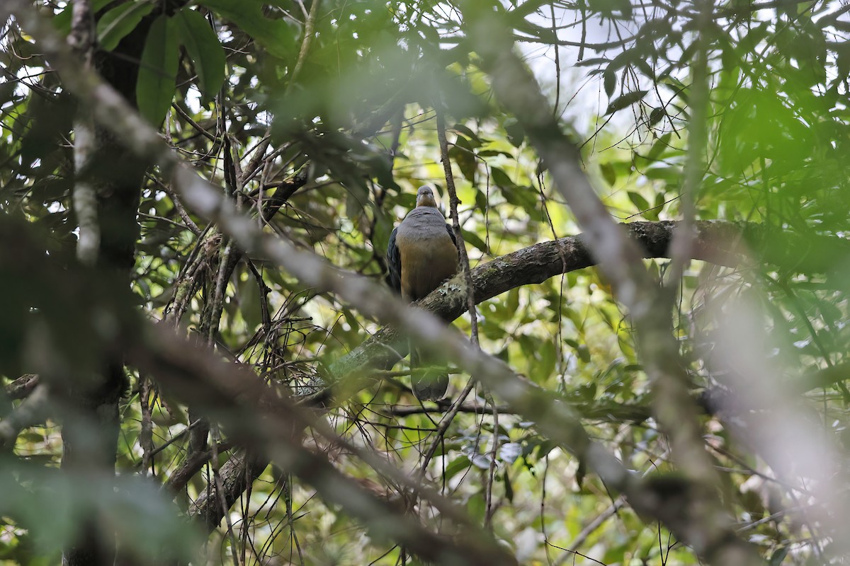 Red-eared Fruit-Dove - ML642095360