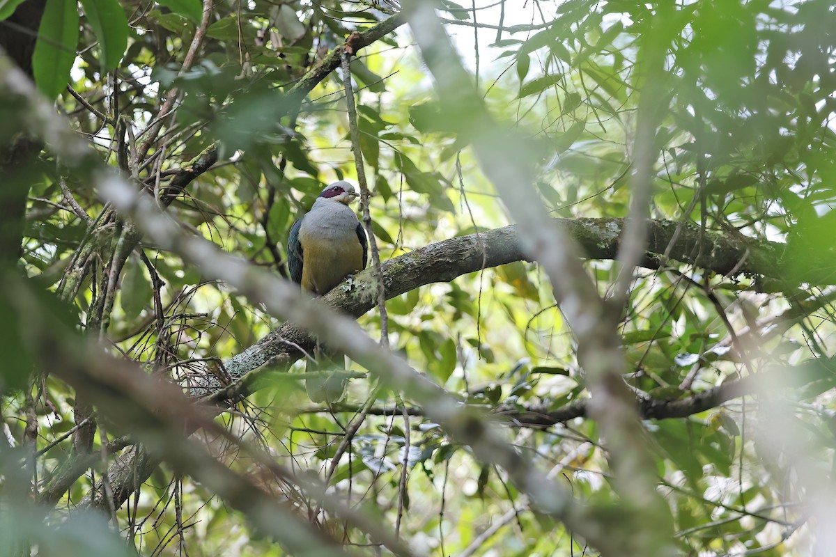 Red-eared Fruit-Dove - ML642095361