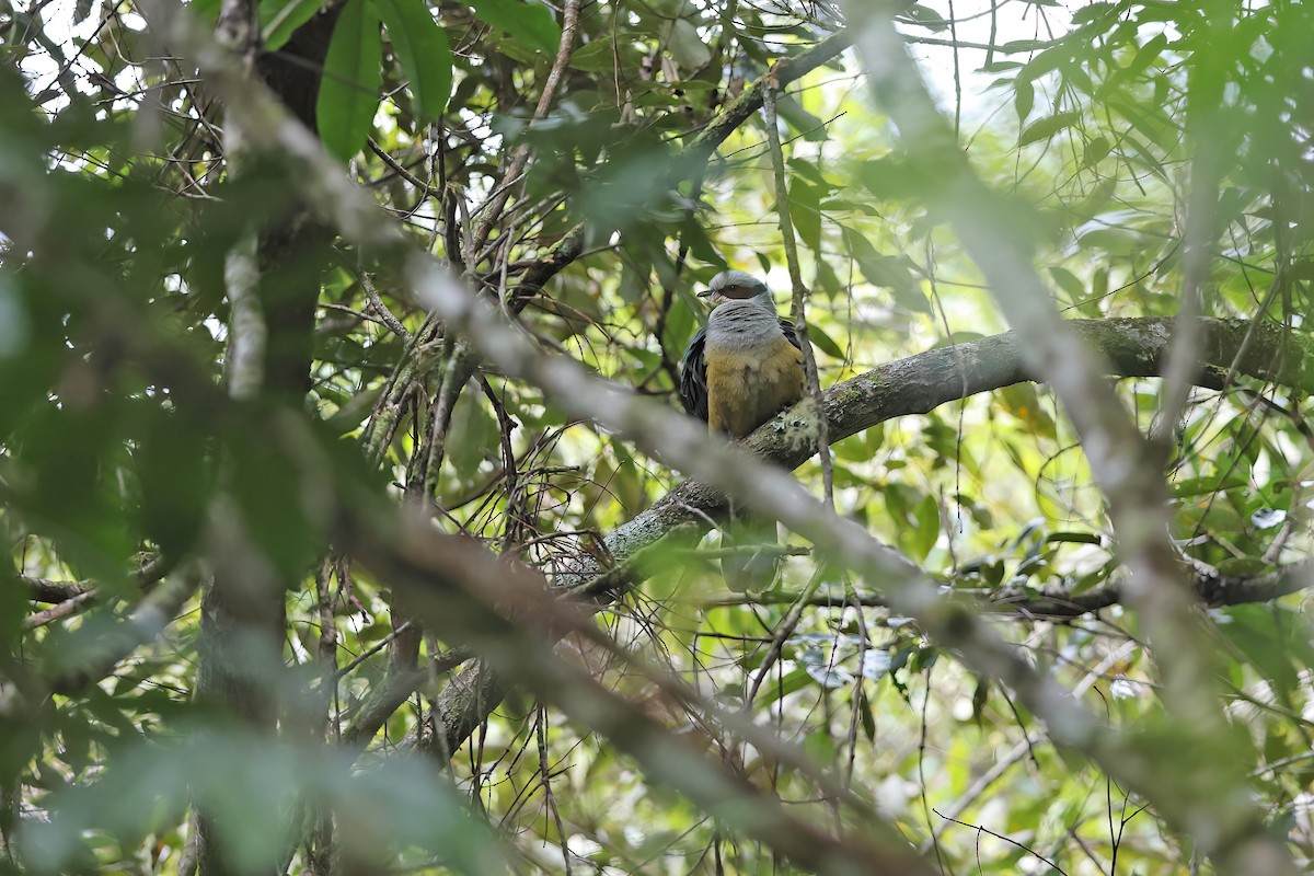 Red-eared Fruit-Dove - ML642095362
