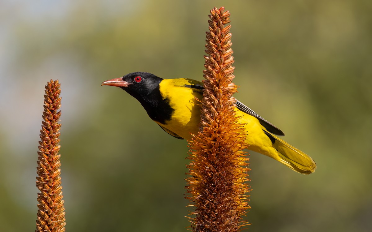 African Black-headed Oriole - ML642095363
