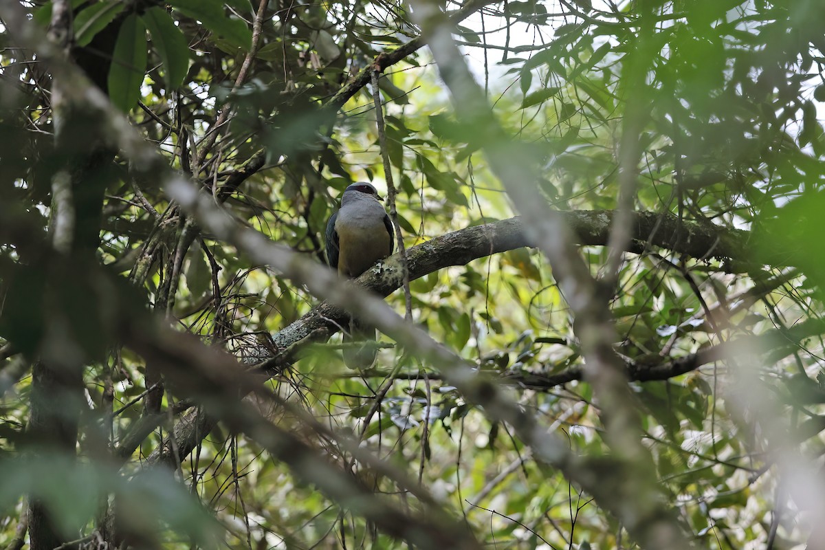 Red-eared Fruit-Dove - ML642095364