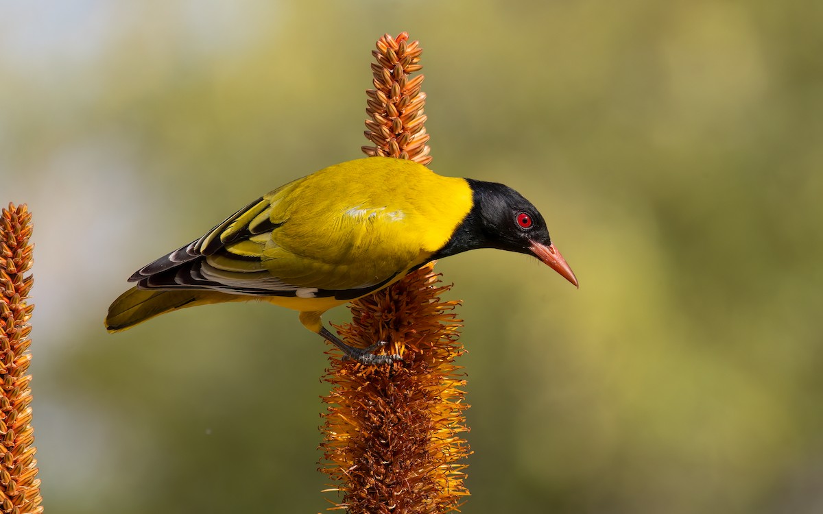 African Black-headed Oriole - ML642095365