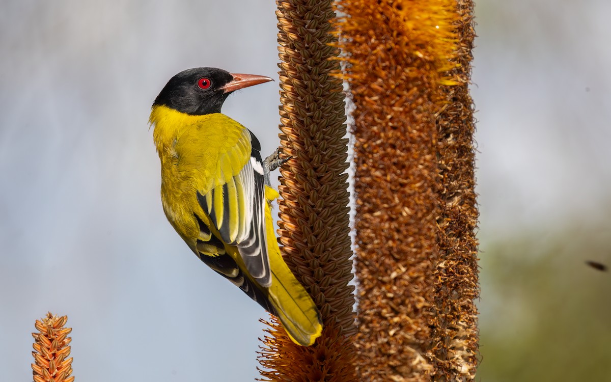 African Black-headed Oriole - ML642095366