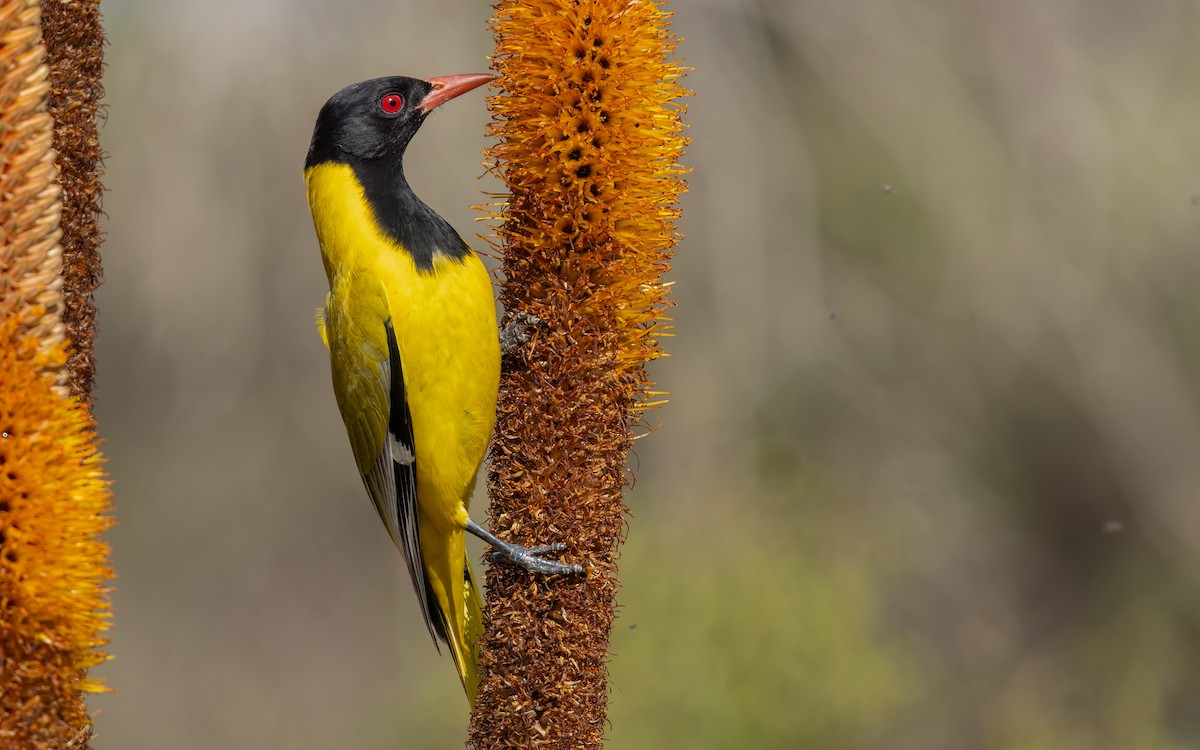 African Black-headed Oriole - ML642095367