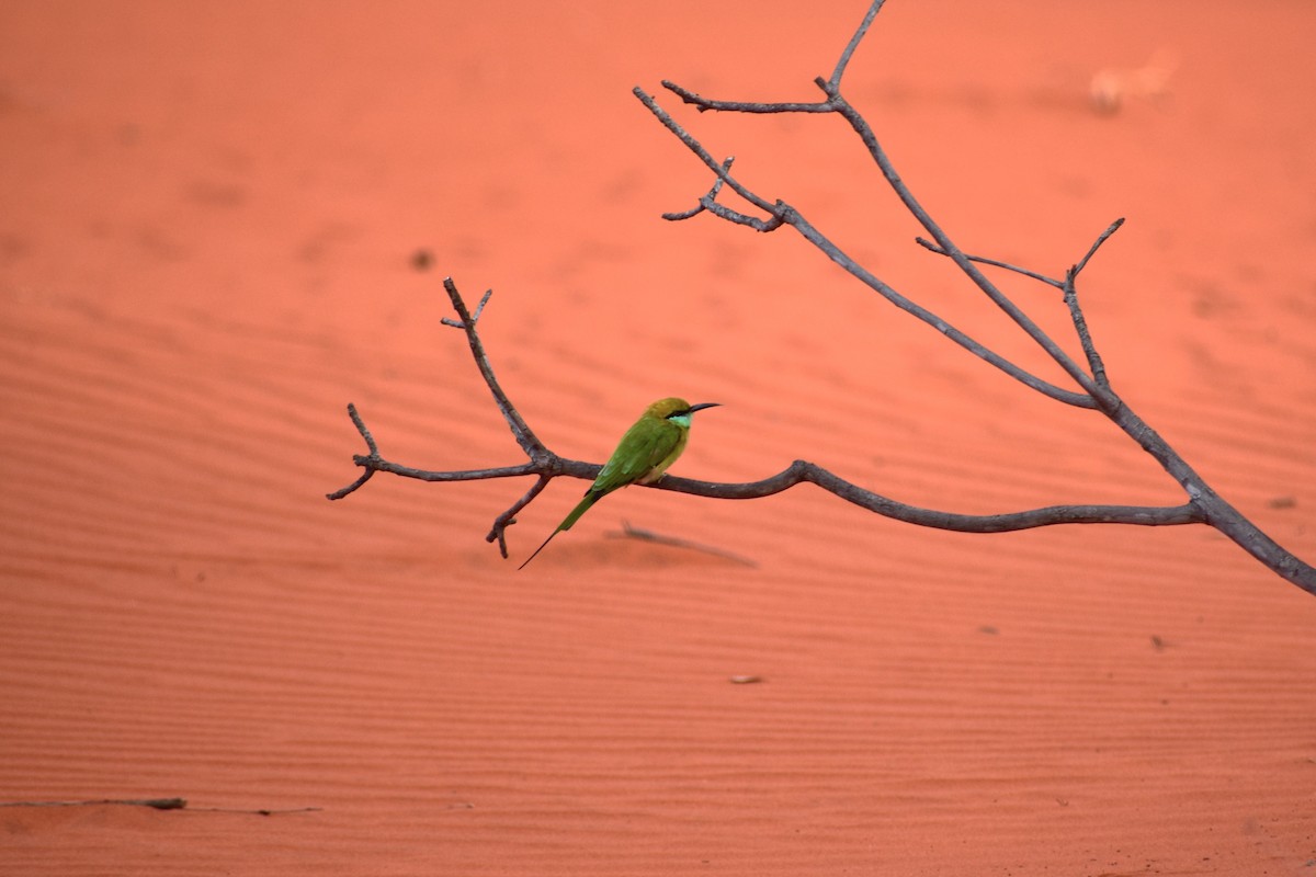 Asian Green Bee-eater - ML642095369