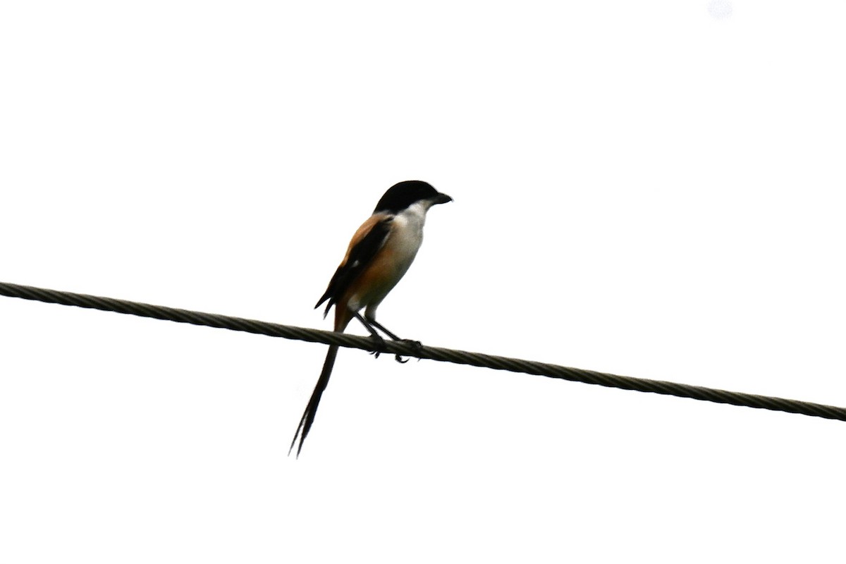 Long-tailed Shrike (tricolor/longicaudatus) - ML642095371