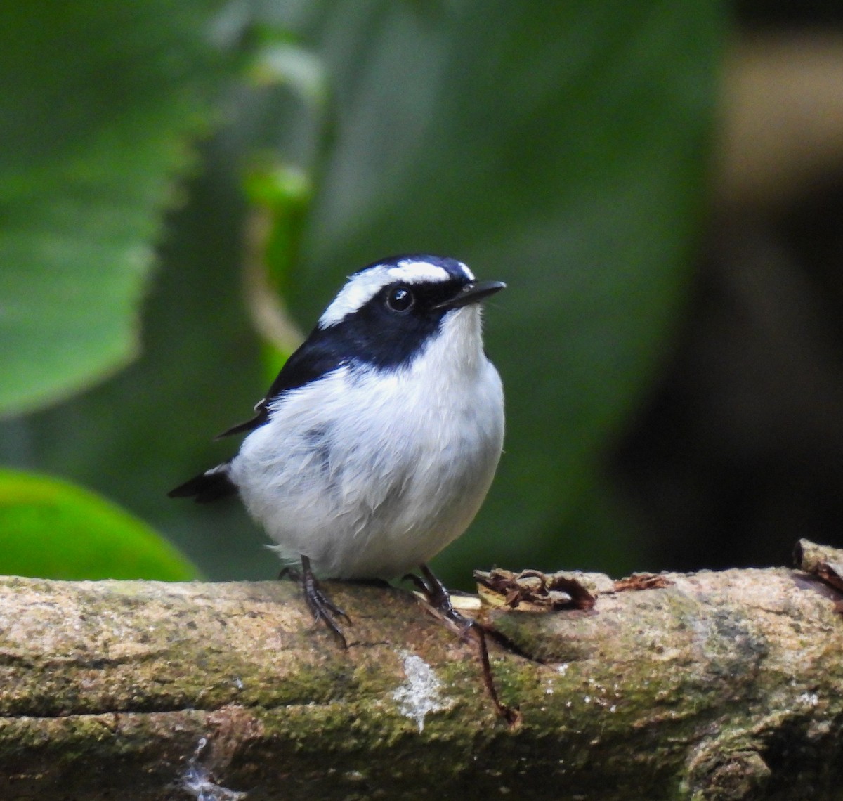 Little Pied Flycatcher - ML642095377