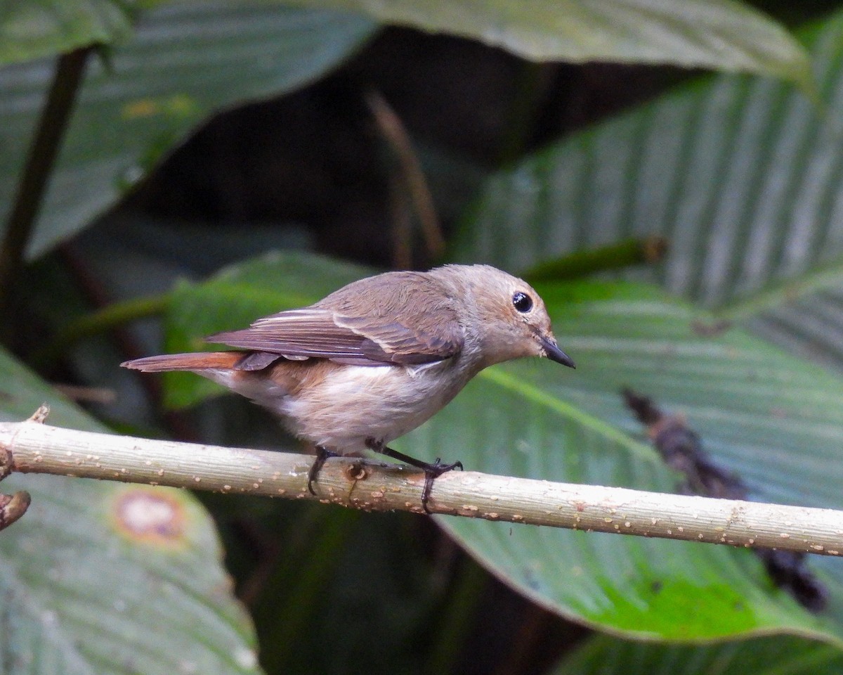 Little Pied Flycatcher - ML642095378