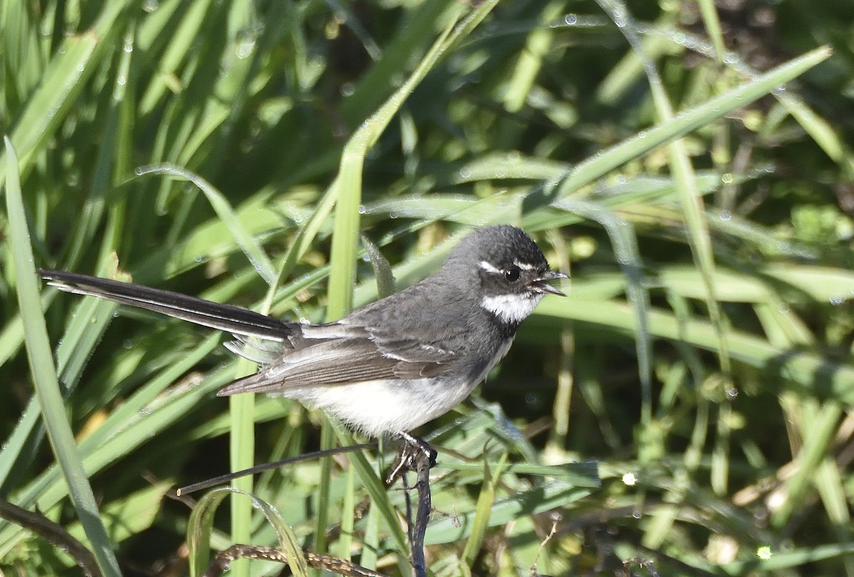 Gray Fantail (alisteri) - ML642095379