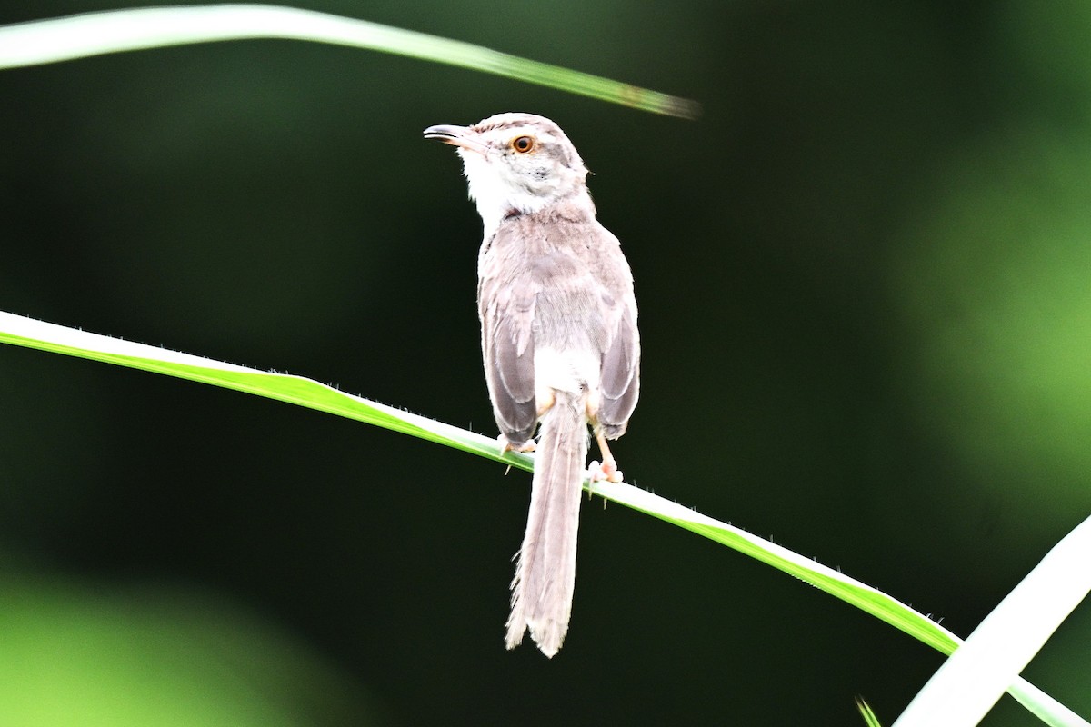 Plain Prinia - ML642095380