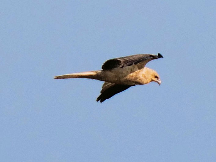 Whistling Kite - ML642095381
