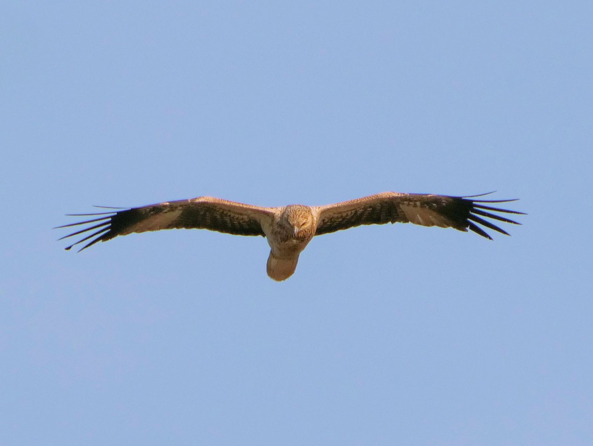 Whistling Kite - ML642095382