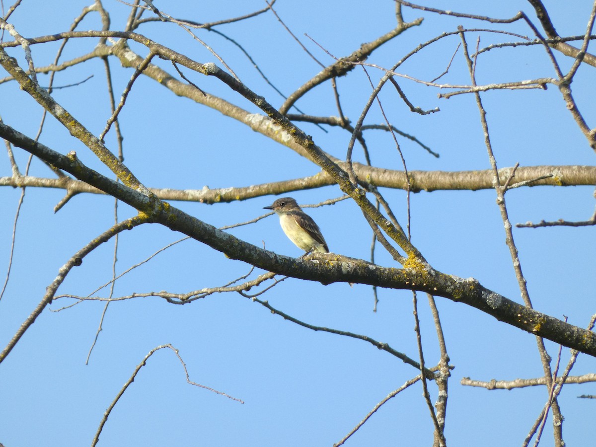 Moucherolle phébi - ML642095386